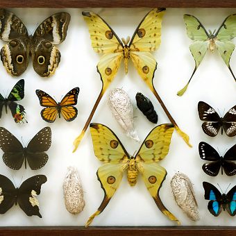 Muzeum Motyli